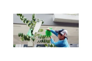 插班类志愿服务类成海外游学热门选择