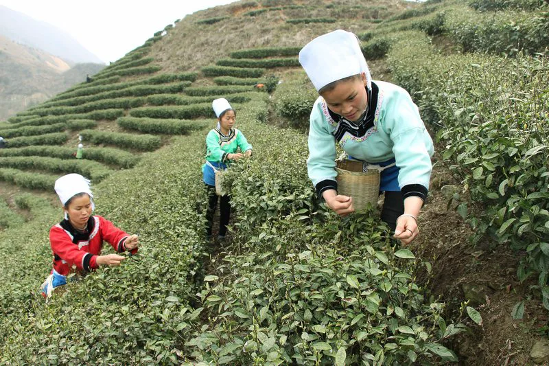 黔南三都茶园的就业员工。