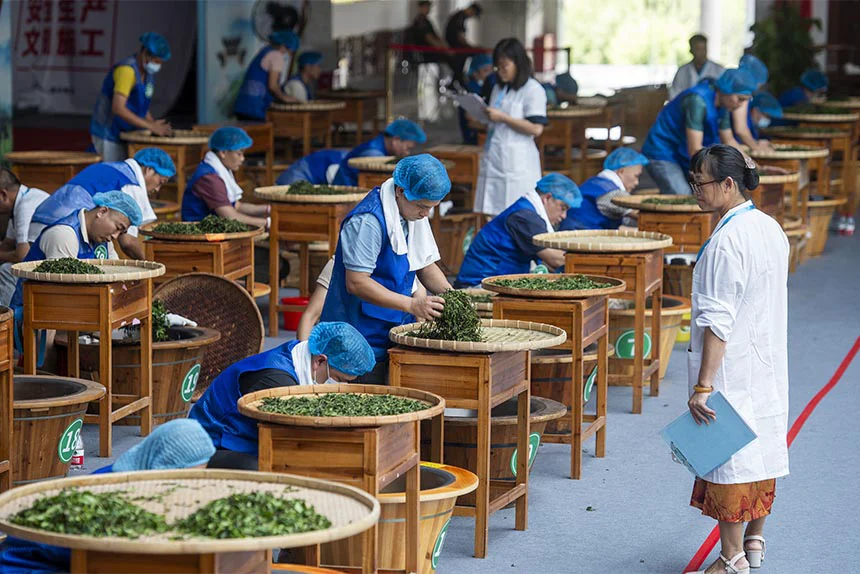 参赛选手正在参加茶叶加工工实操技能比拼。何华文摄