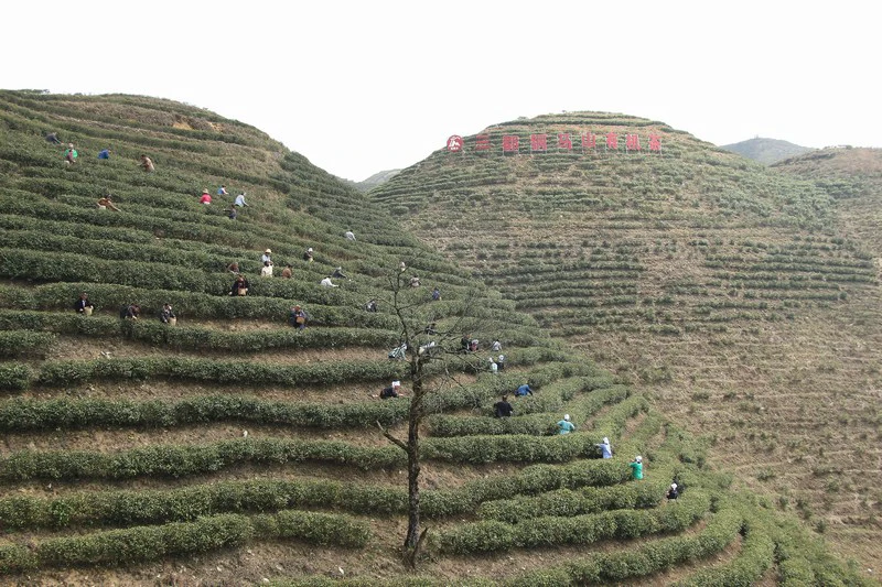 黔南三都茶园。