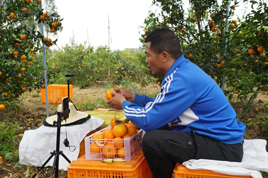 横州市校椅镇果农韦绥晓直播销售沃柑。