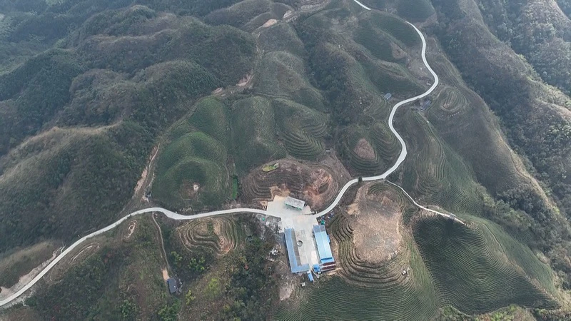 三都县都江镇新合村有机茶园。